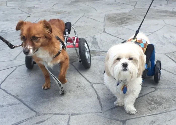 Chewy y Cheetos congeniaron desde el principio Chewy y Cheetos congeniaron desde el principio