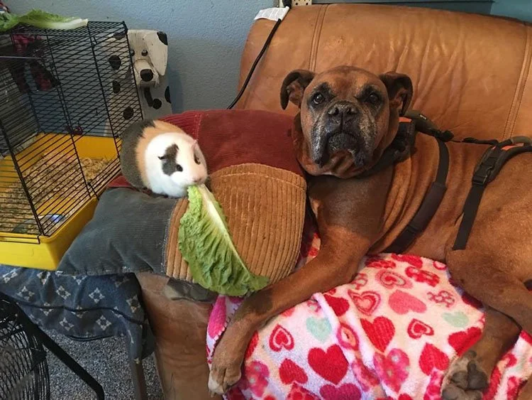 Conejillo de indias y un perro