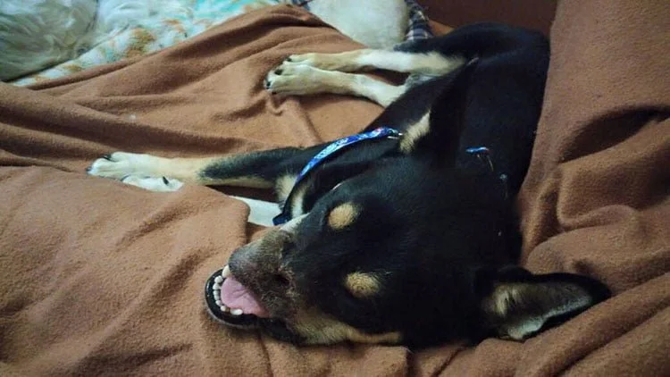 Duke acostado Duke acostado