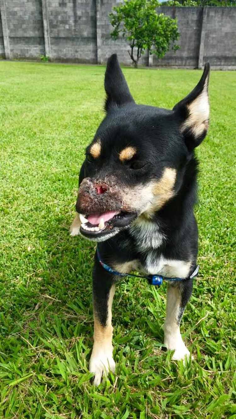 Duke está sanando