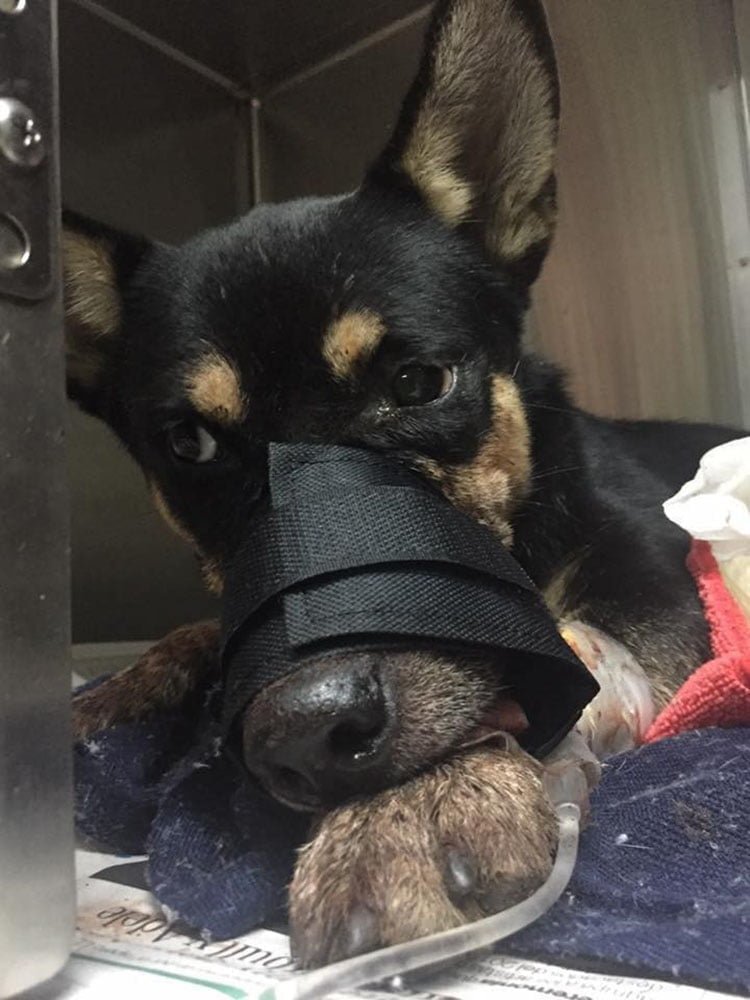 Duke rescatado