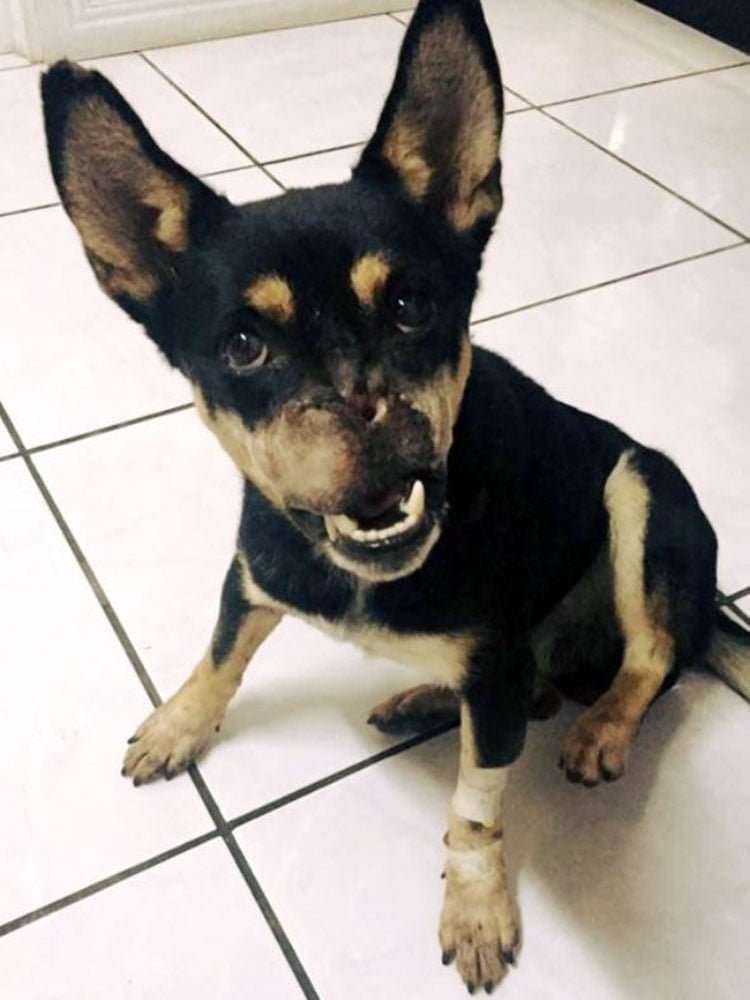 Duke