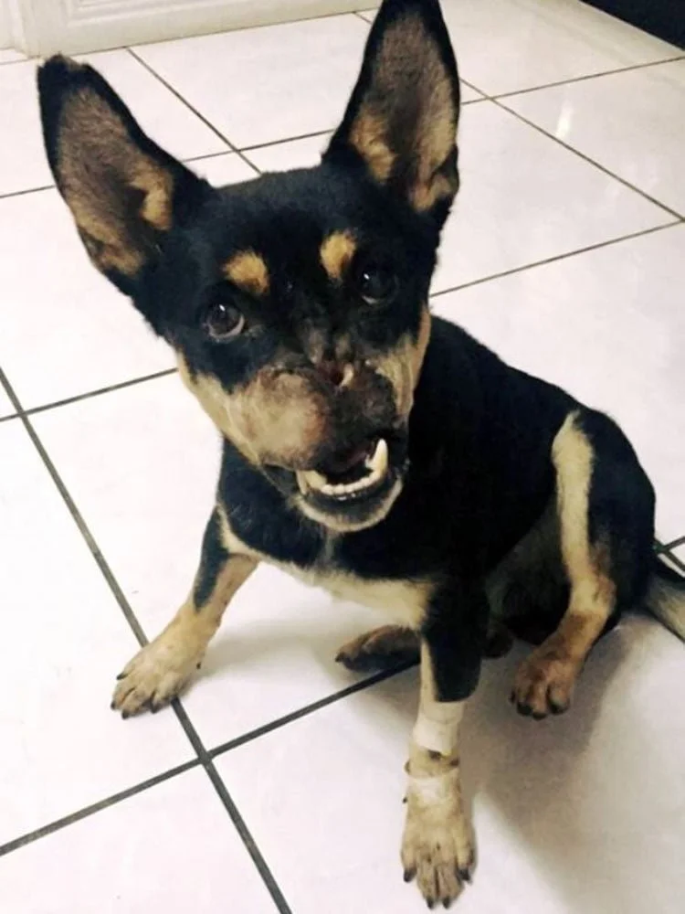 Duke Duke