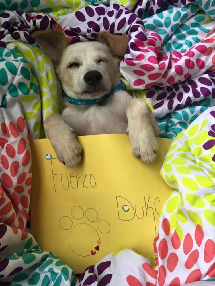 #FuerzaDuke