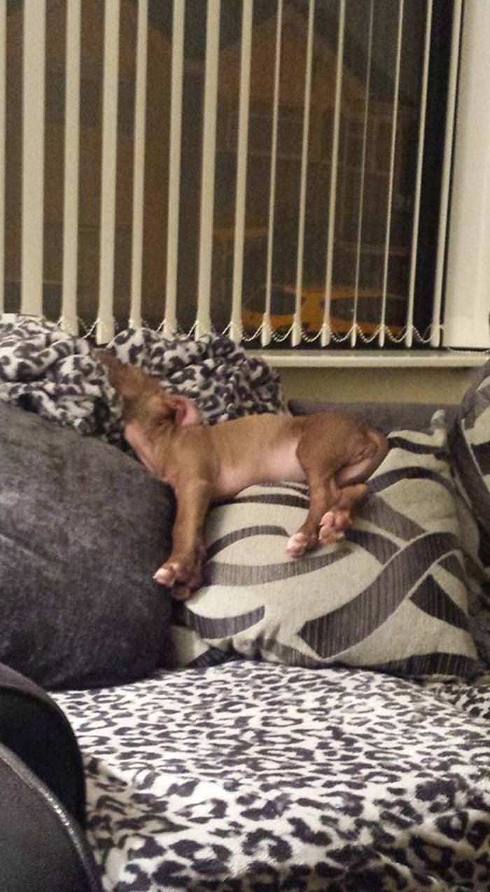 Hank cachorro