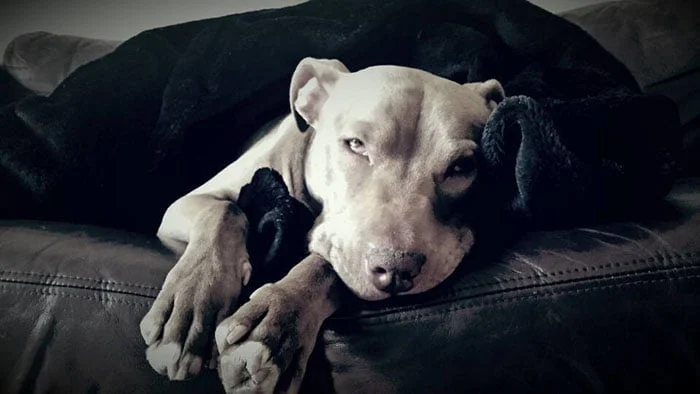 Hank es un perro amoroso Hank es un perro amoroso