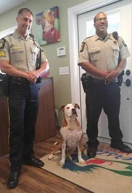 Hero busca hogar Hero busca hogar