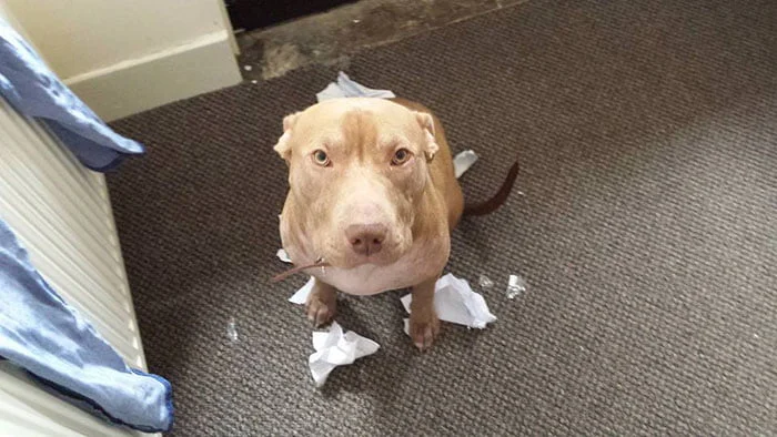 Incautaron a su perro porque parece pit bull Incautaron a su perro porque parece pit bull