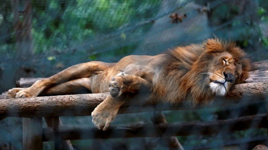 León alimentado sólo con fruta