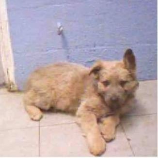 Lobo cachorro