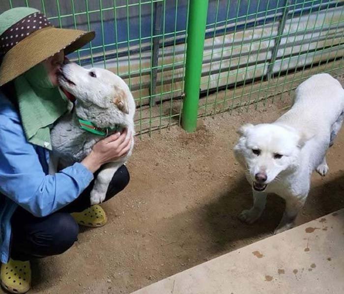Mujer salvó perros que iban a ser comidos en los días Bok Nal