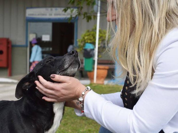 Negão es revisado por un veterinario