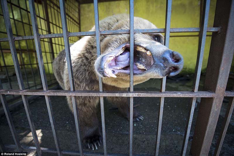 Oso desesperado Oso desesperado