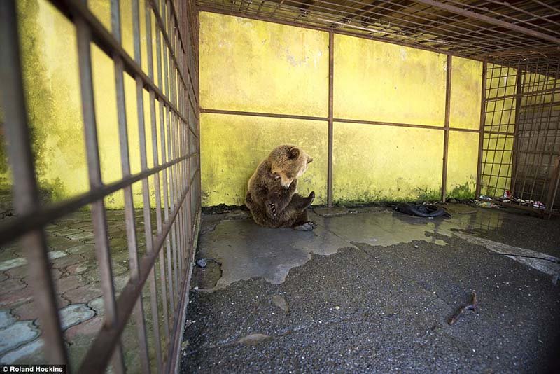 Oso enjaulado Oso enjaulado