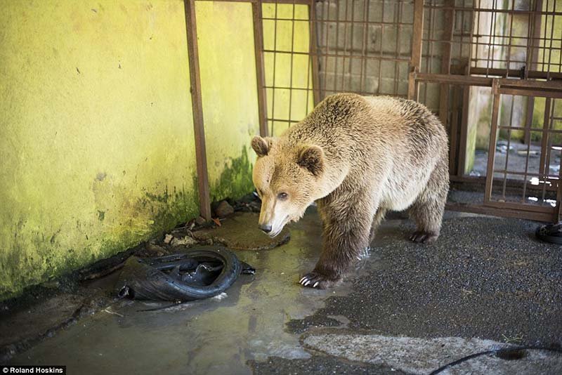 Oso pardo encerrado
