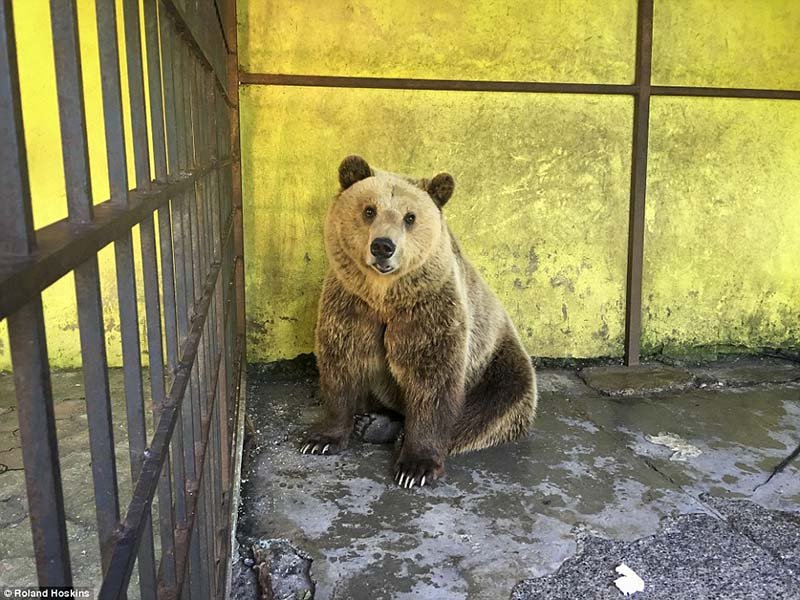 Oso pardo