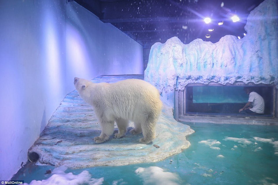 Oso polar en Grandview