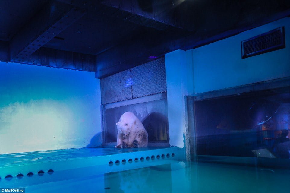 Oso polar en zoo Grandview