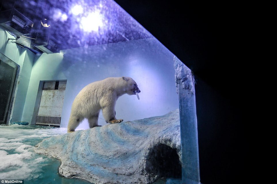 Oso polar encerrado en centro comercial