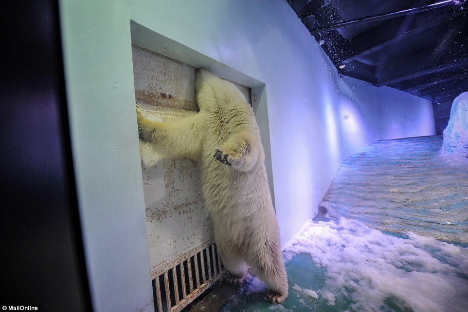 Oso polar está desesperado
