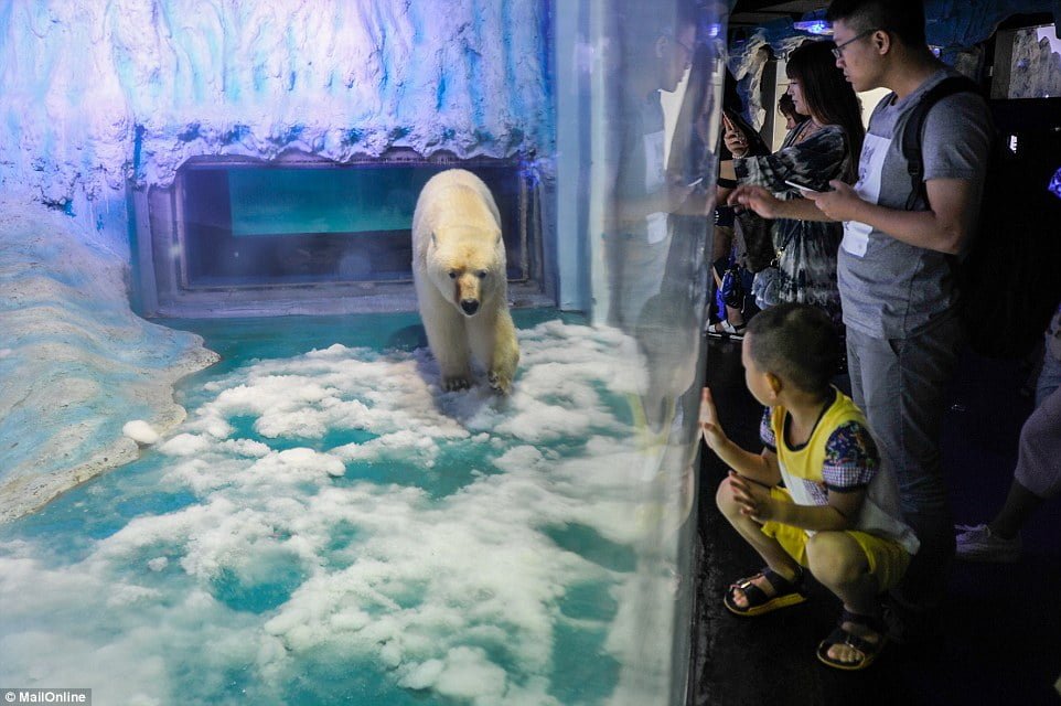 Oso polar más triste del mundo