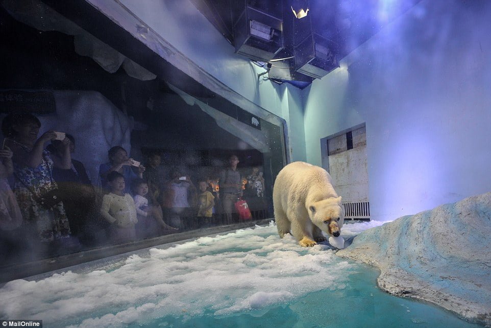 Oso polar muy triste