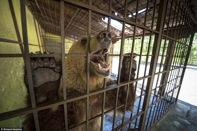 Oso se desespera al oler la comida