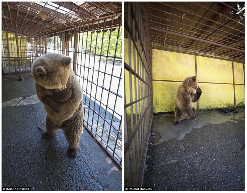Oso se desespera encerrado