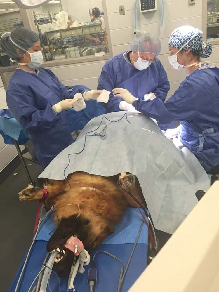 Pastor alemán en cirugía Pastor alemán en cirugía