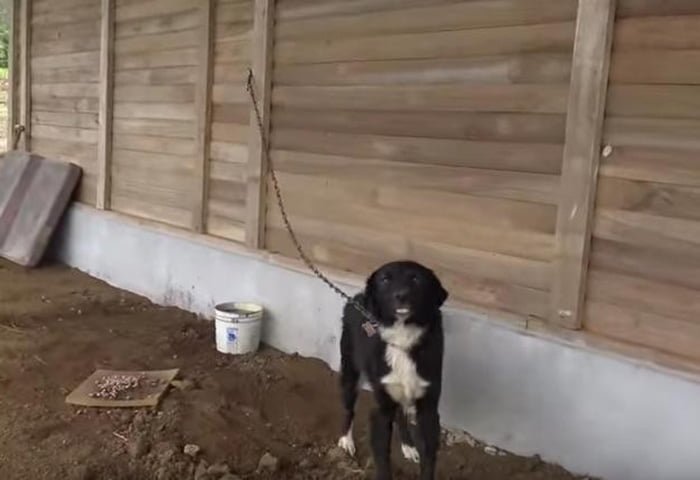 Perra encadenada