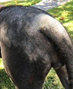 Perra enferma de sarna