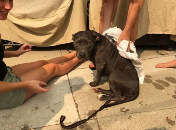 Rescatan a un perro que no salió del patio trasero en dos años