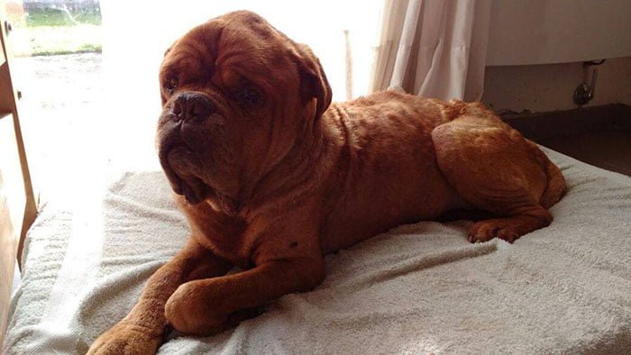 Perro al borde de la muerte se recupera