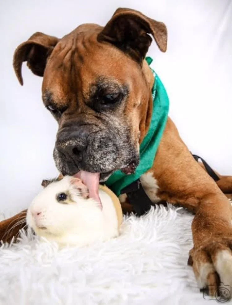 Perro amigo de un conejillo de indias