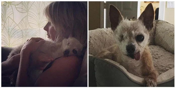 Perro ciego y sordo es feliz con su familia Perro ciego y sordo es feliz con su familia