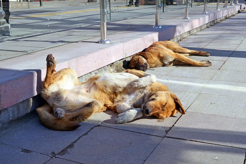 Perro en la calle