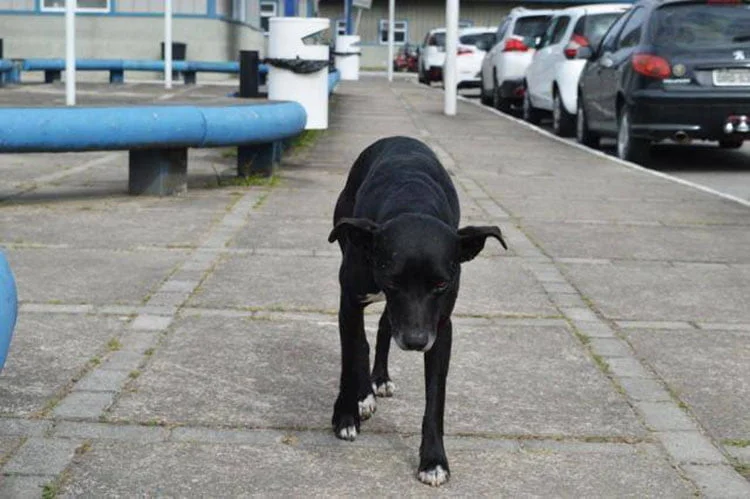 Perro espera a su humano fallecido Perro espera a su humano fallecido