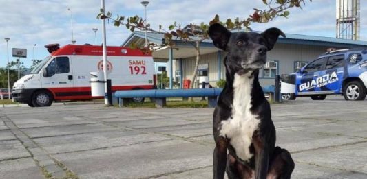 Perro espera fuera de un hospital a su humano fallecido
