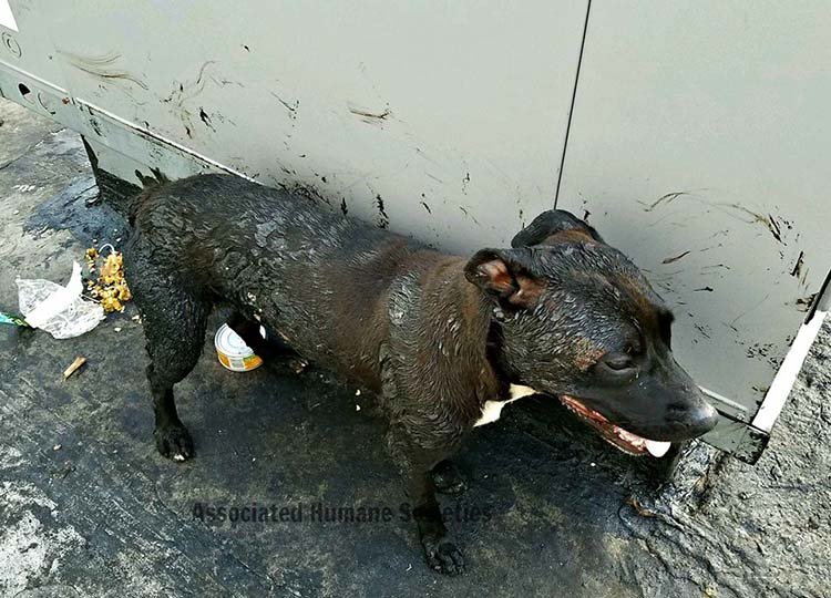 Perro estaba cubierto de alquitrán en una terraza