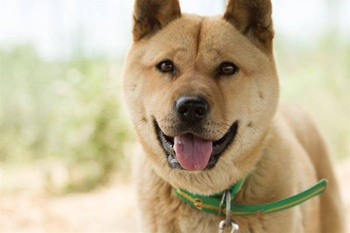 Perro fue salvado de ser comido en Corea