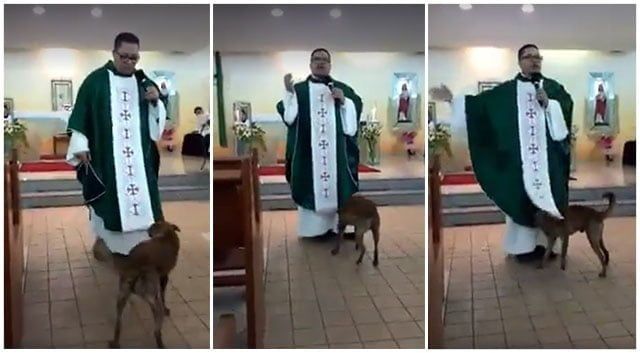 Perro juguetón se divierte con la sotana del sacerdote en plena misa