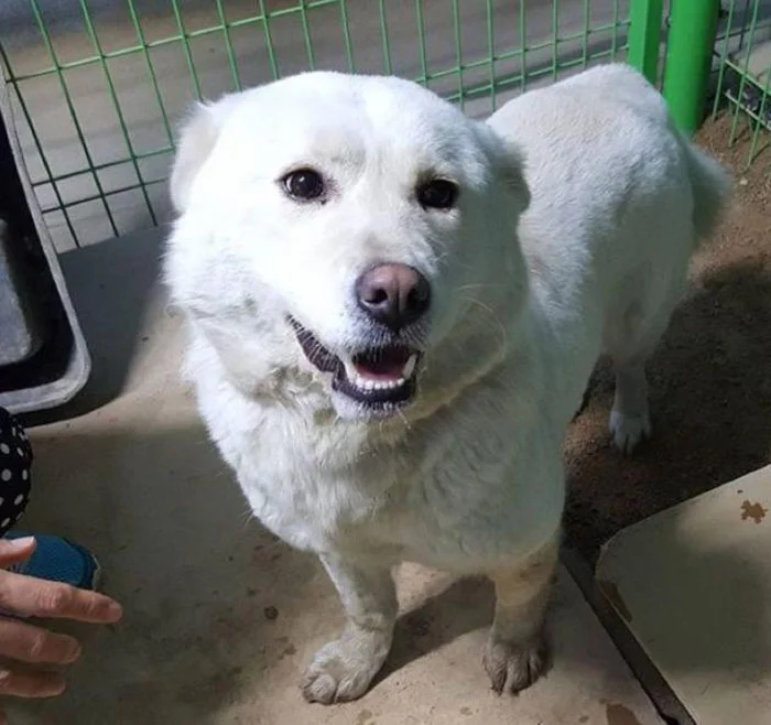Perro rescatado de una granja en Corea