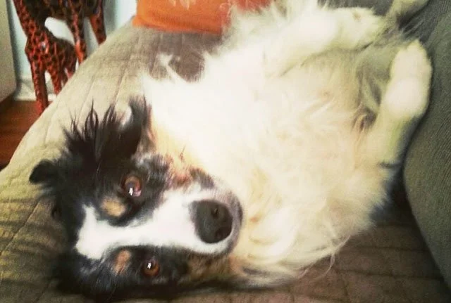Perro salva a su familia de un incendio