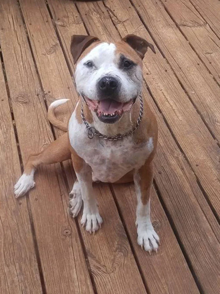 Perro salvó a una mujer Perro salvó a una mujer