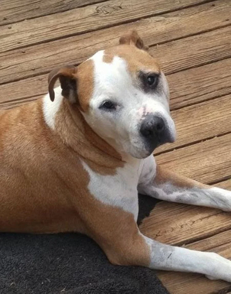 Perro sin hogar salvó a una mujer Perro sin hogar salvó a una mujer