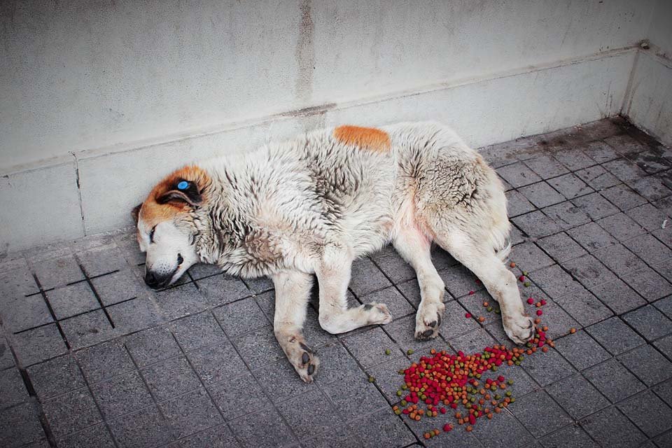 Perro sin hogar