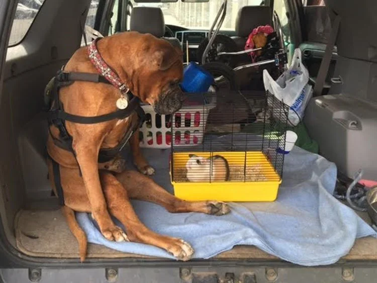 Perro y cobaya