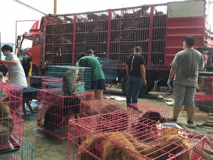 Perros destinados para el sacrificio