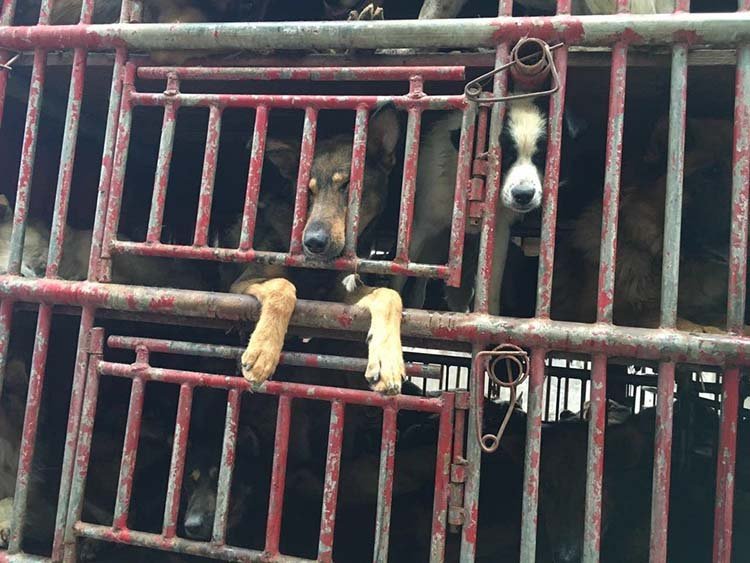 Perros eran transportados al matadero en China