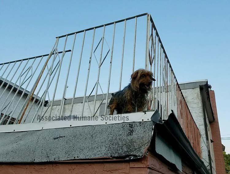 Perros estaban cubiertos de alquitrán en una terraza